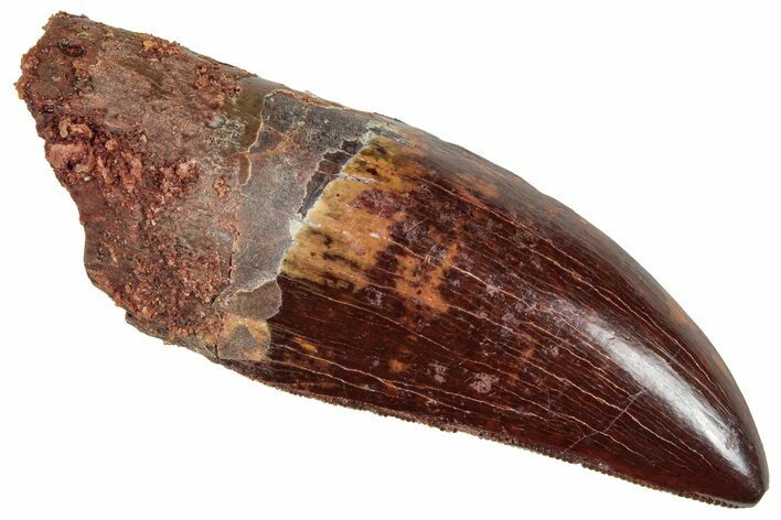 Serrated, Carcharodontosaurus Tooth - Real Dinosaur Tooth #241355